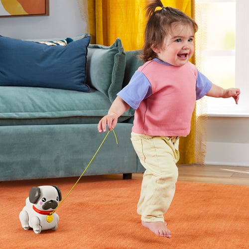  費雪拉拉八哥犬