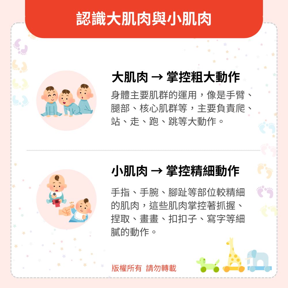 認識大肌肉與小肌肉 認識大肌肉與小肌肉